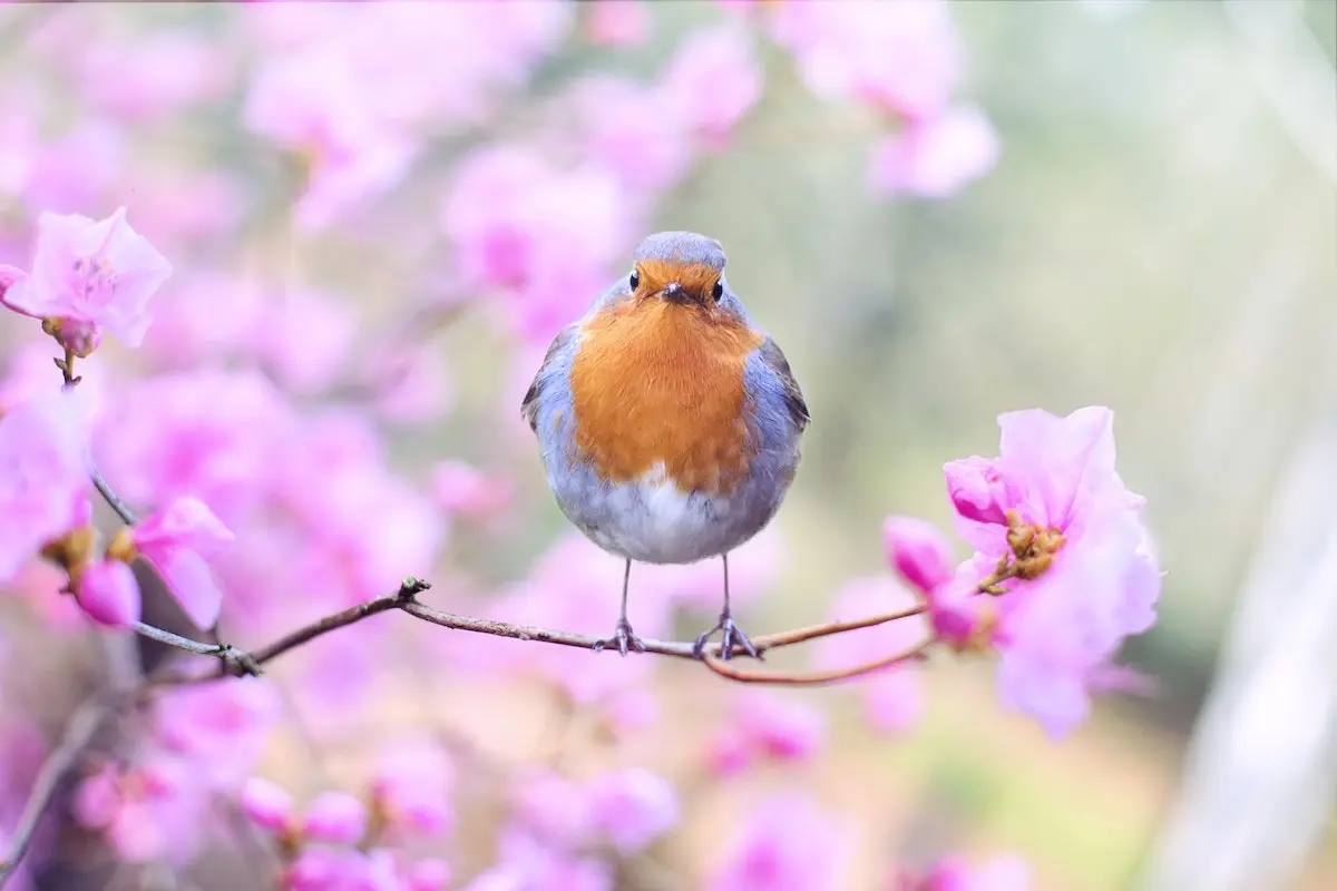 bird-on-branch