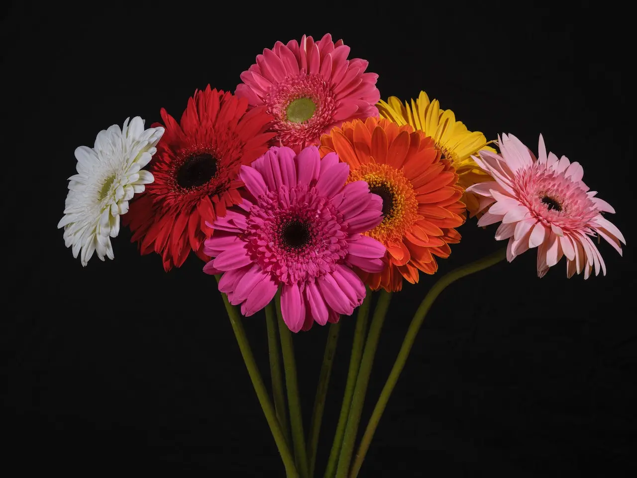 colorful-daisy-flowers