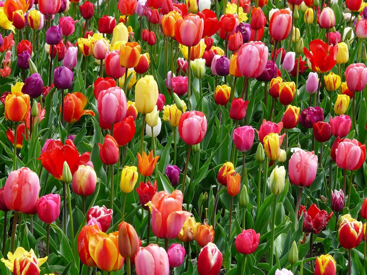 colorful-tulip-flowers