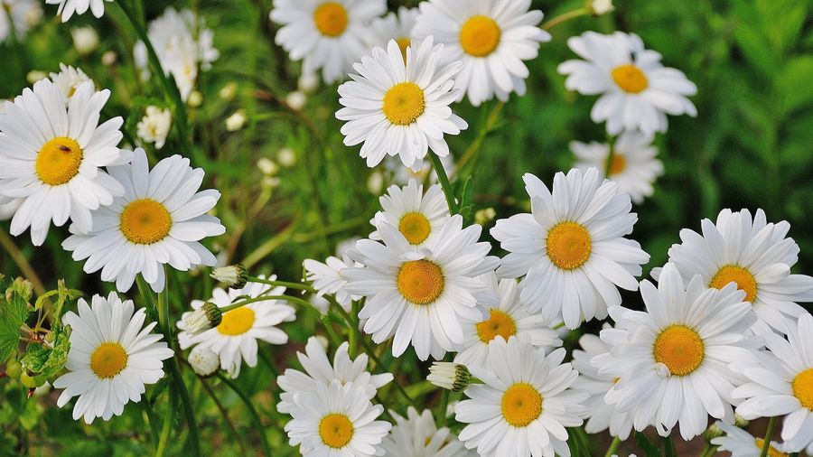 All About Daisies