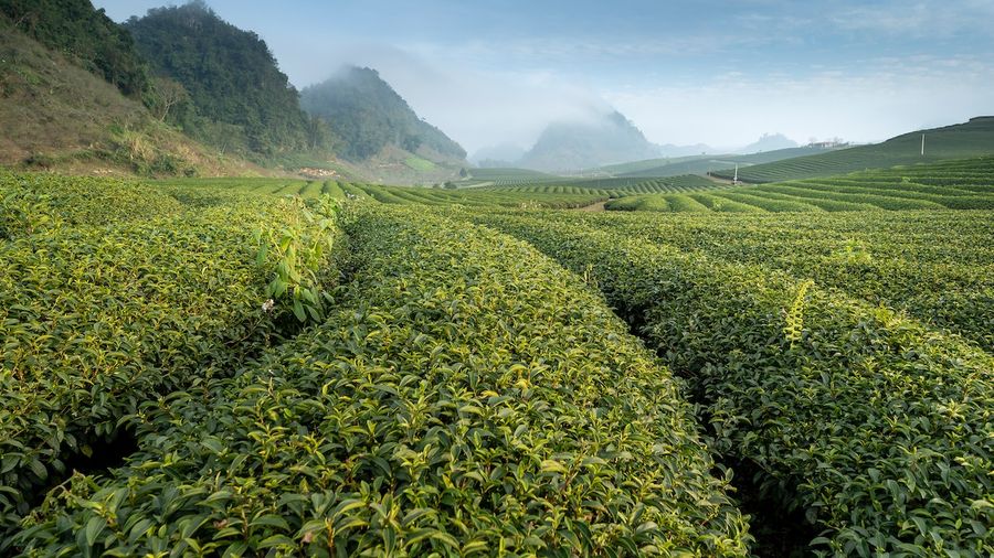 Unraveling the History of Green Tea - From Ancient Origins to Modern Popularity