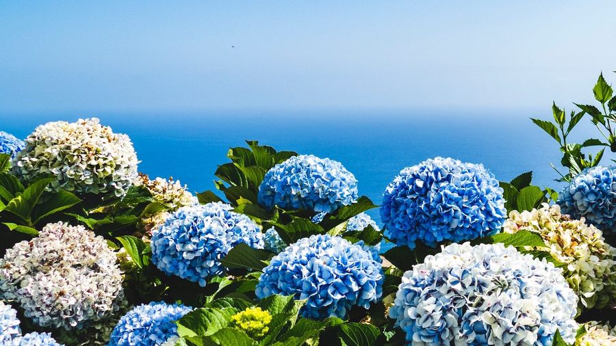 All About Hydrangeas