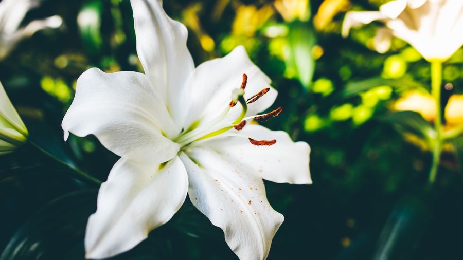 All About Lilies