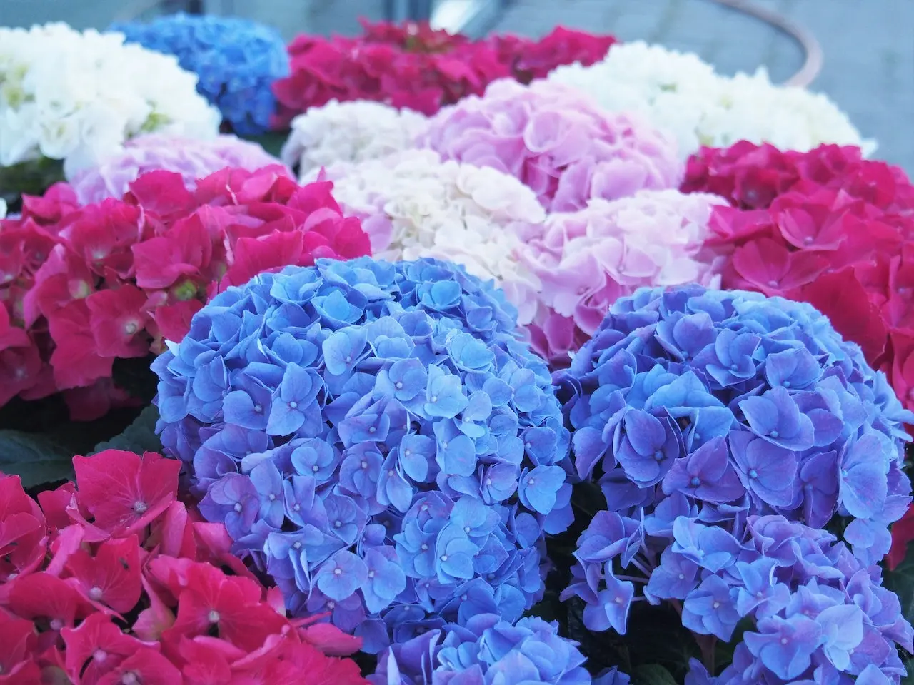 multicolored-hydrangeas