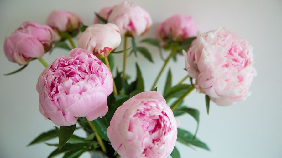 All About Peonies