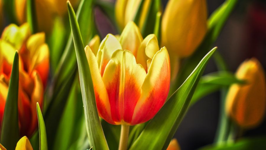 All About Tulips